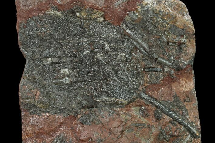 Silurian Fossil Crinoid (Scyphocrinites) Plate - Morocco #134231